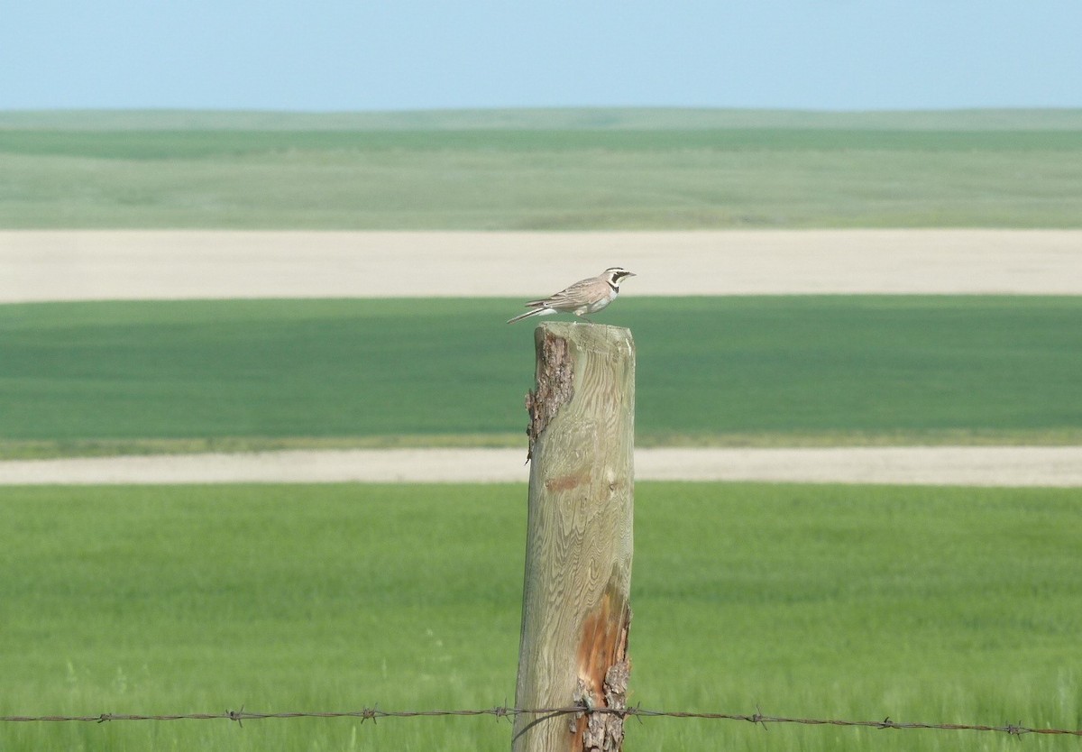 Horned Lark - ML215951301