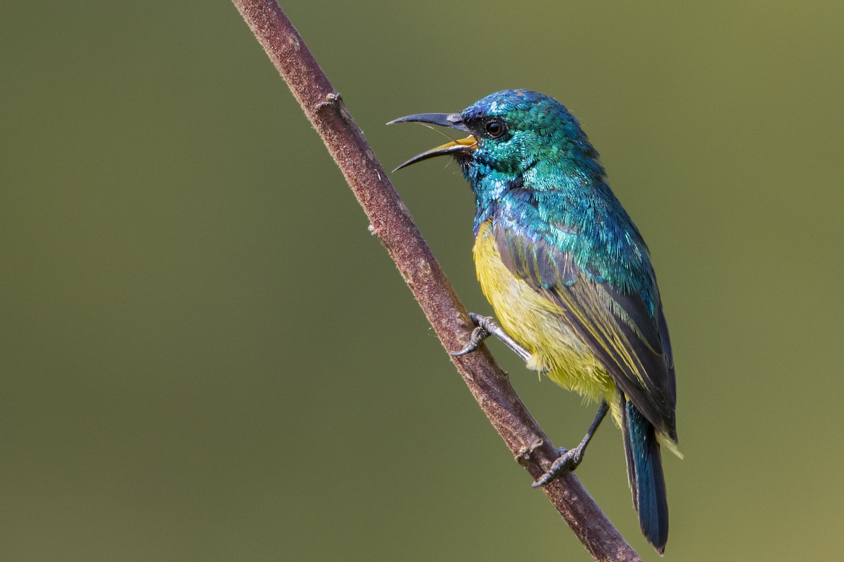 Collared Sunbird - Bradley Hacker 🦜