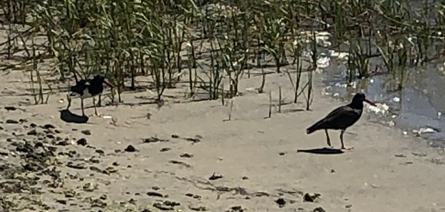 Black Oystercatcher - Jan Wilson Pehoviack