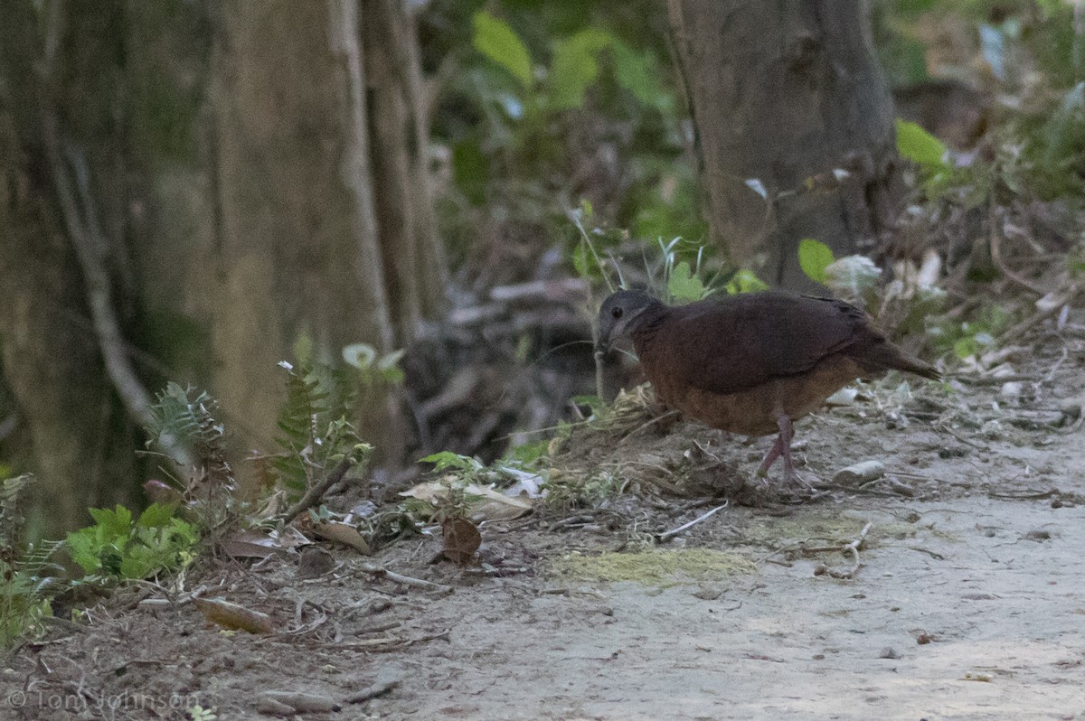 Chiriqui Quail-Dove - ML215956021