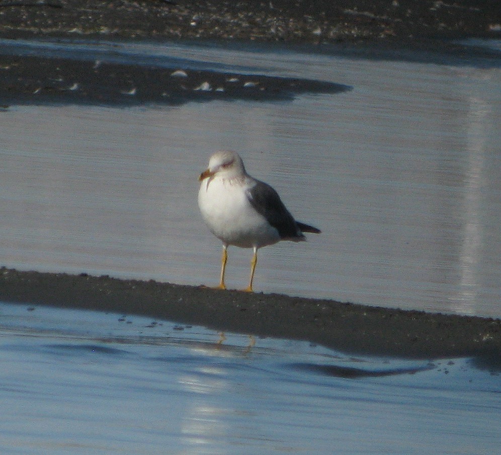 Lesser Black-backed Gull - ML215956921