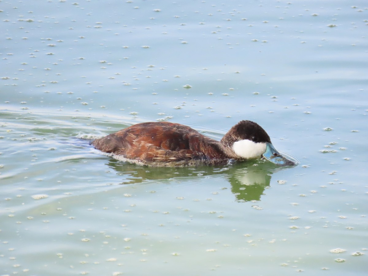 Ruddy Duck - ML215957101