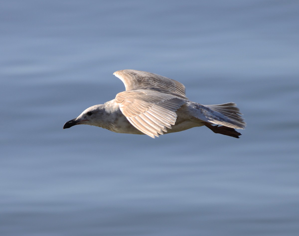 Glaucous-winged Gull - ML215957131