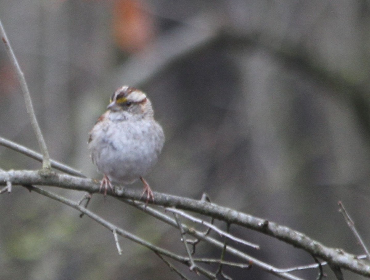 White-throated Sparrow - ML215959041