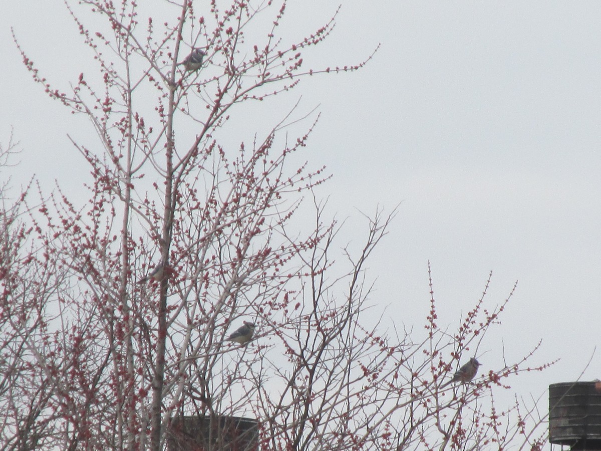 Blue Jay - ML215959121