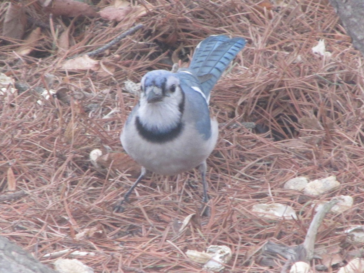 Blue Jay - ML215959151