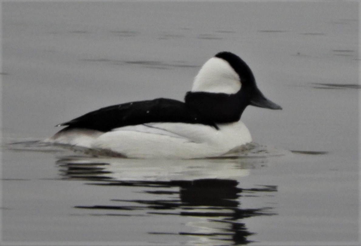Bufflehead - Paul McKenzie