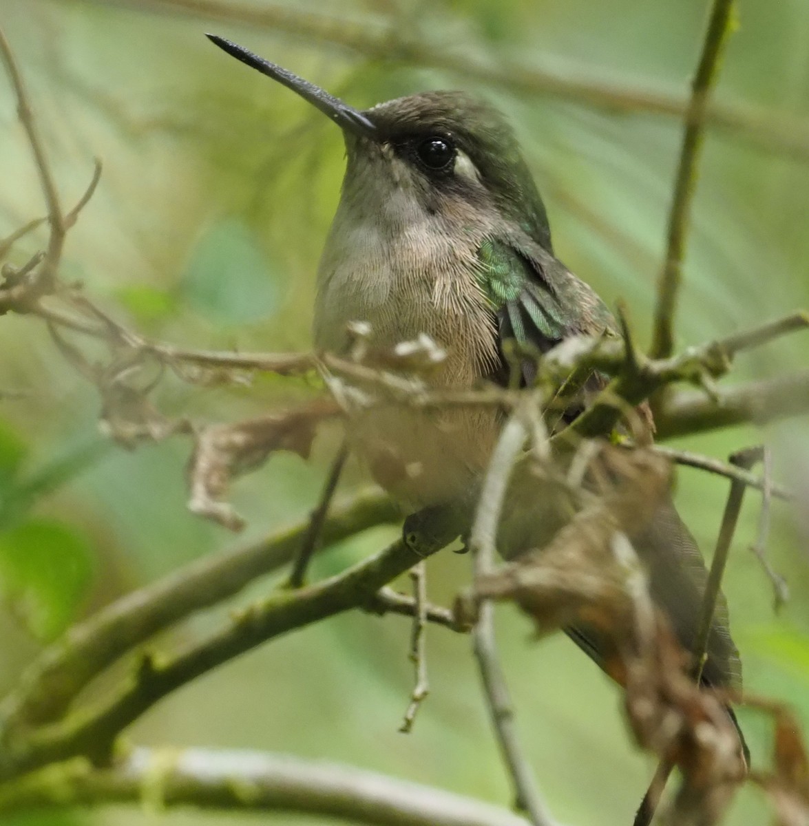 Colibrí Florido de Santa Marta - ML215962981