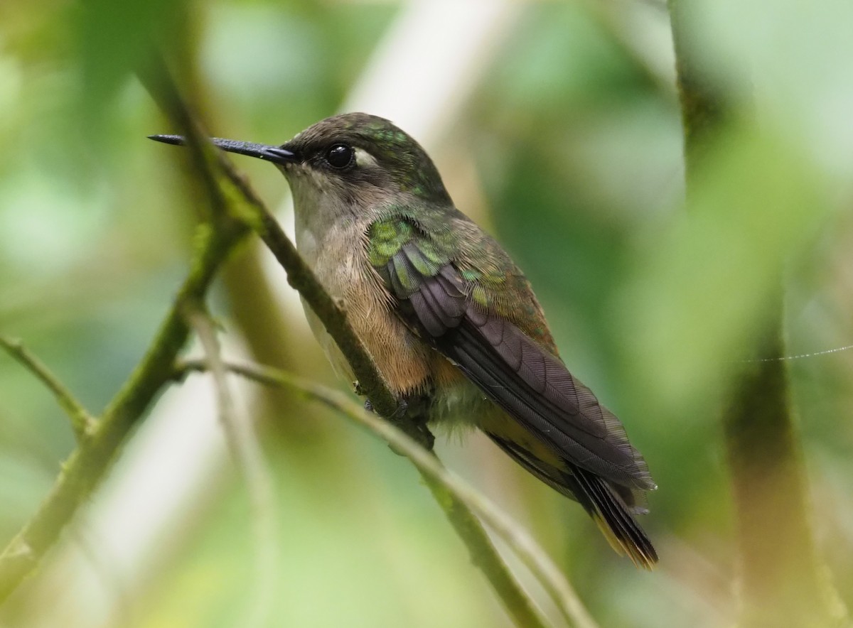 Colibrí Florido de Santa Marta - ML215963051