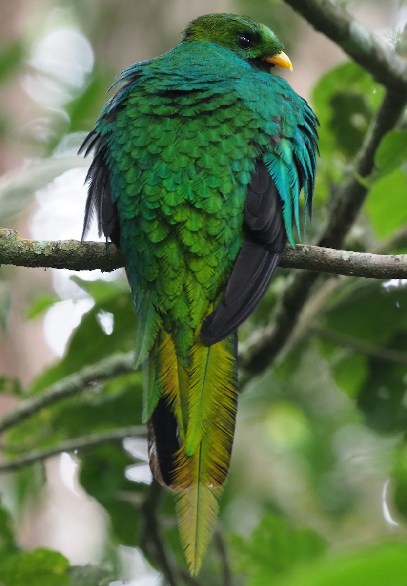 White-tipped Quetzal - ML215963561