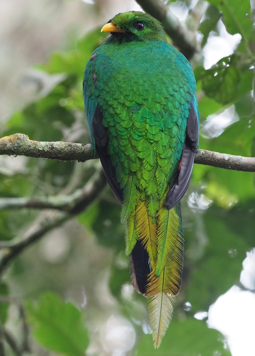 White-tipped Quetzal - ML215963781