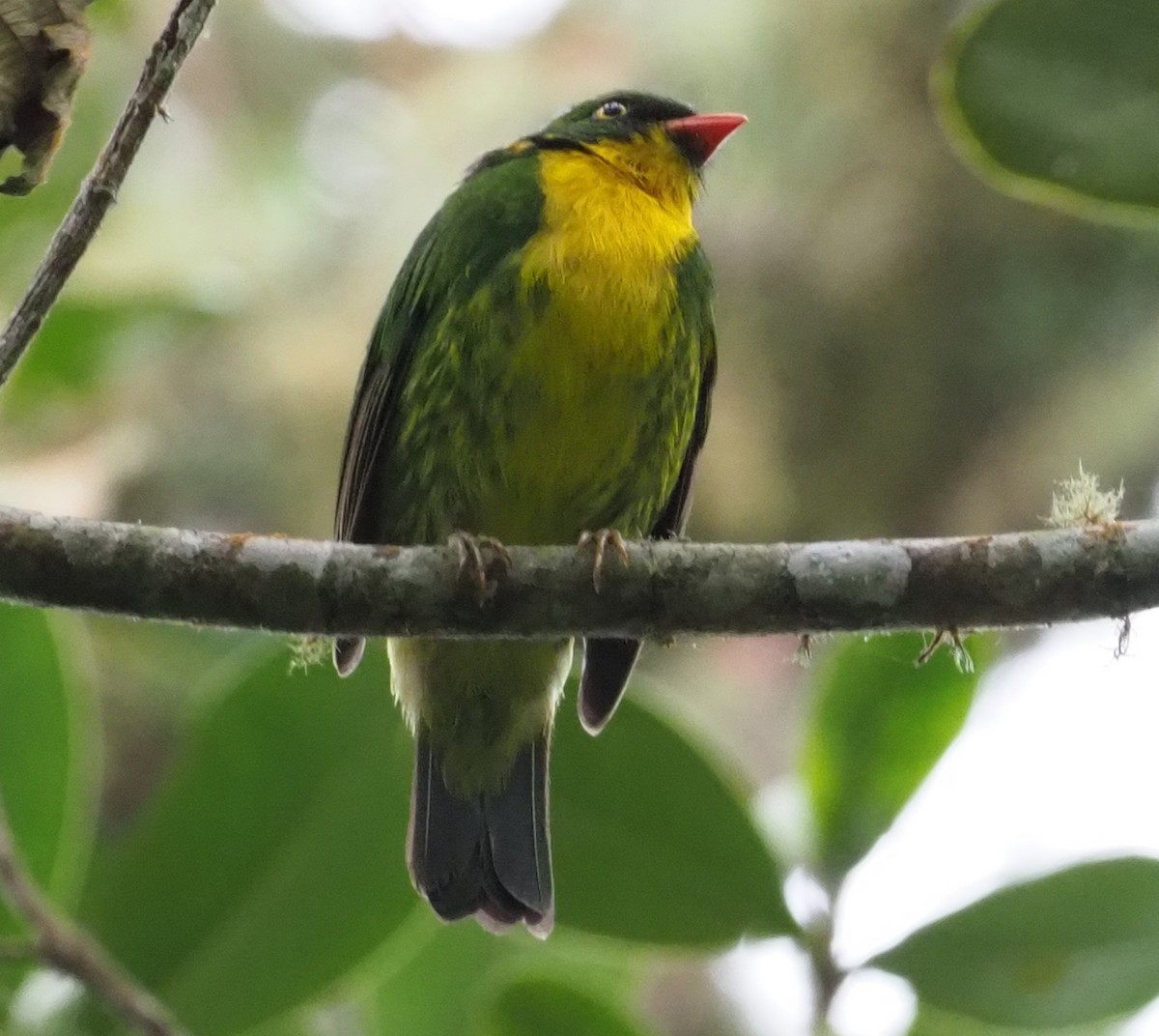 Frutero Pechidorado - ML215963981