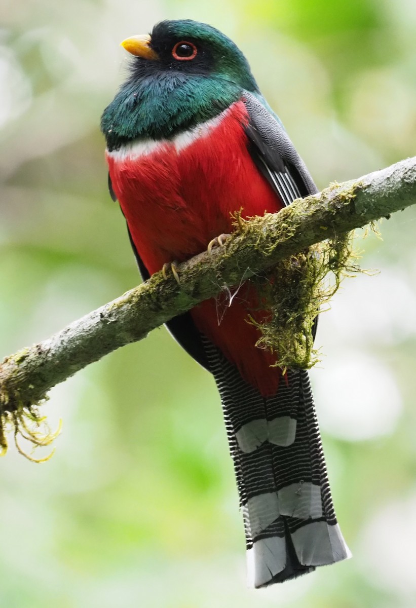 Masked Trogon - ML215964061