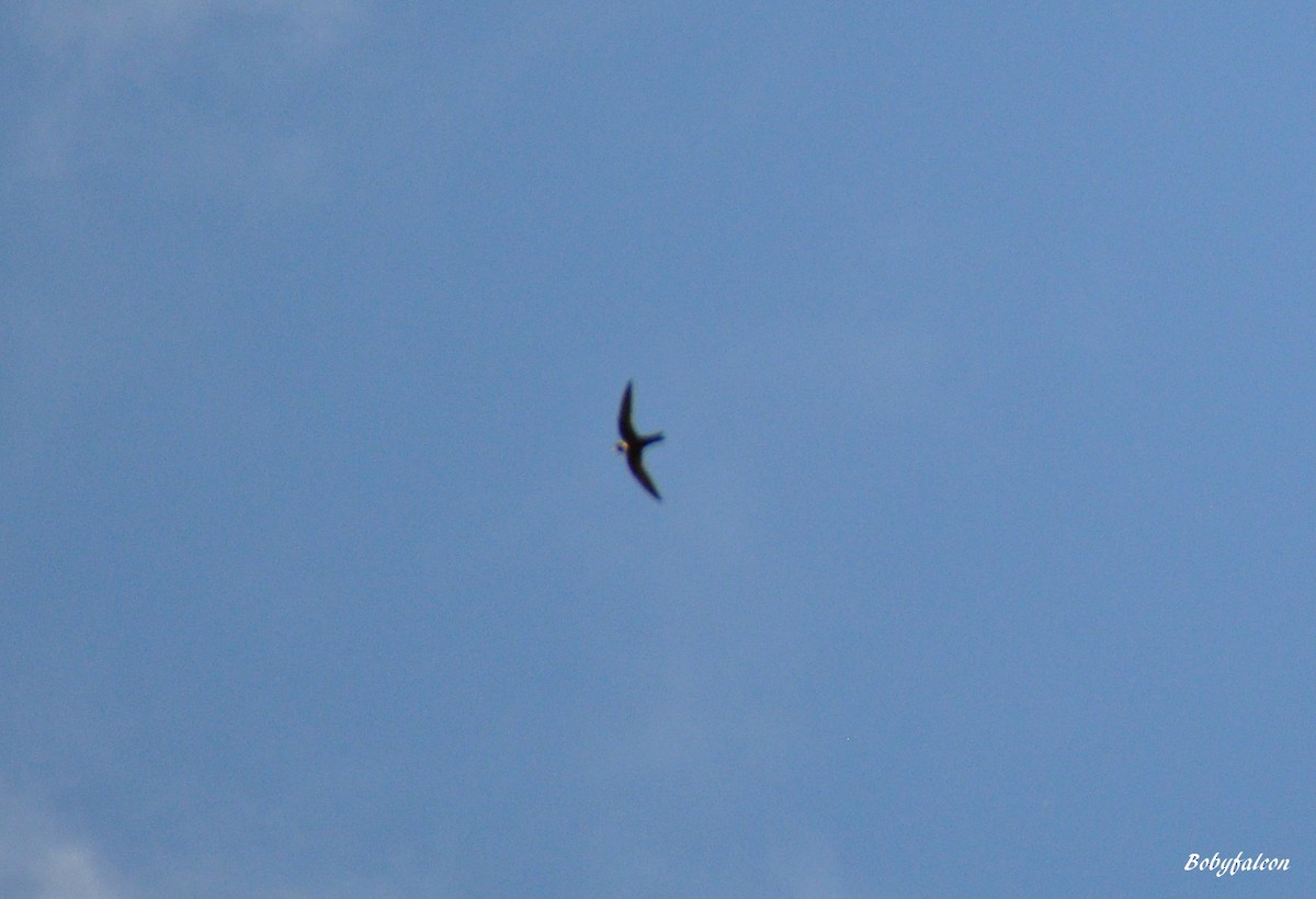 White-collared Swift - ML215964191