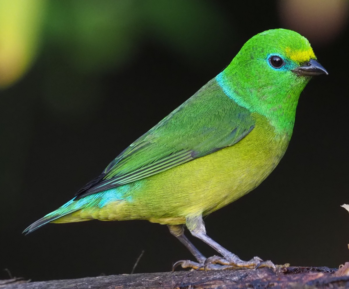 Blue-naped Chlorophonia - ML215964361