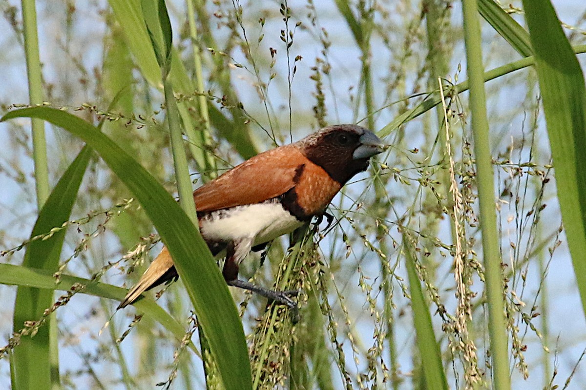 Chestnut-breasted Munia - Leith Woodall