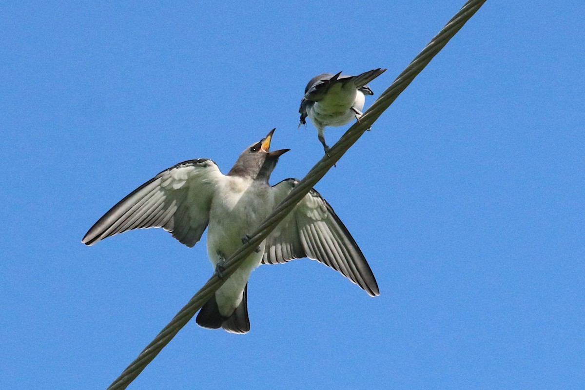 White-breasted Woodswallow - ML215966851