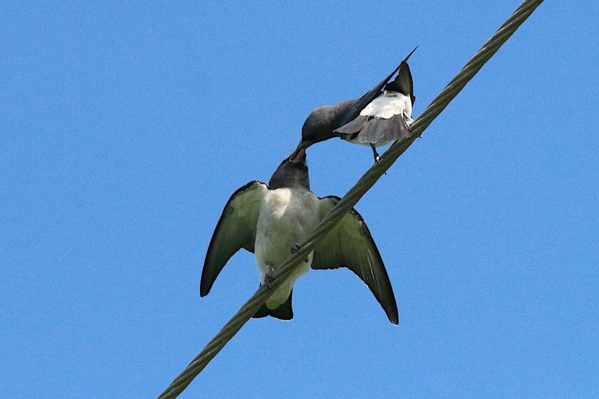 White-breasted Woodswallow - ML215966861