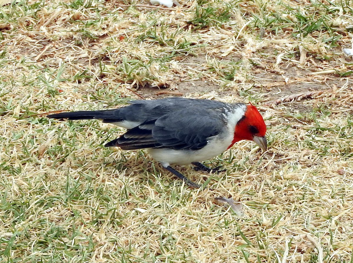 Red-crested Cardinal - ML215967031