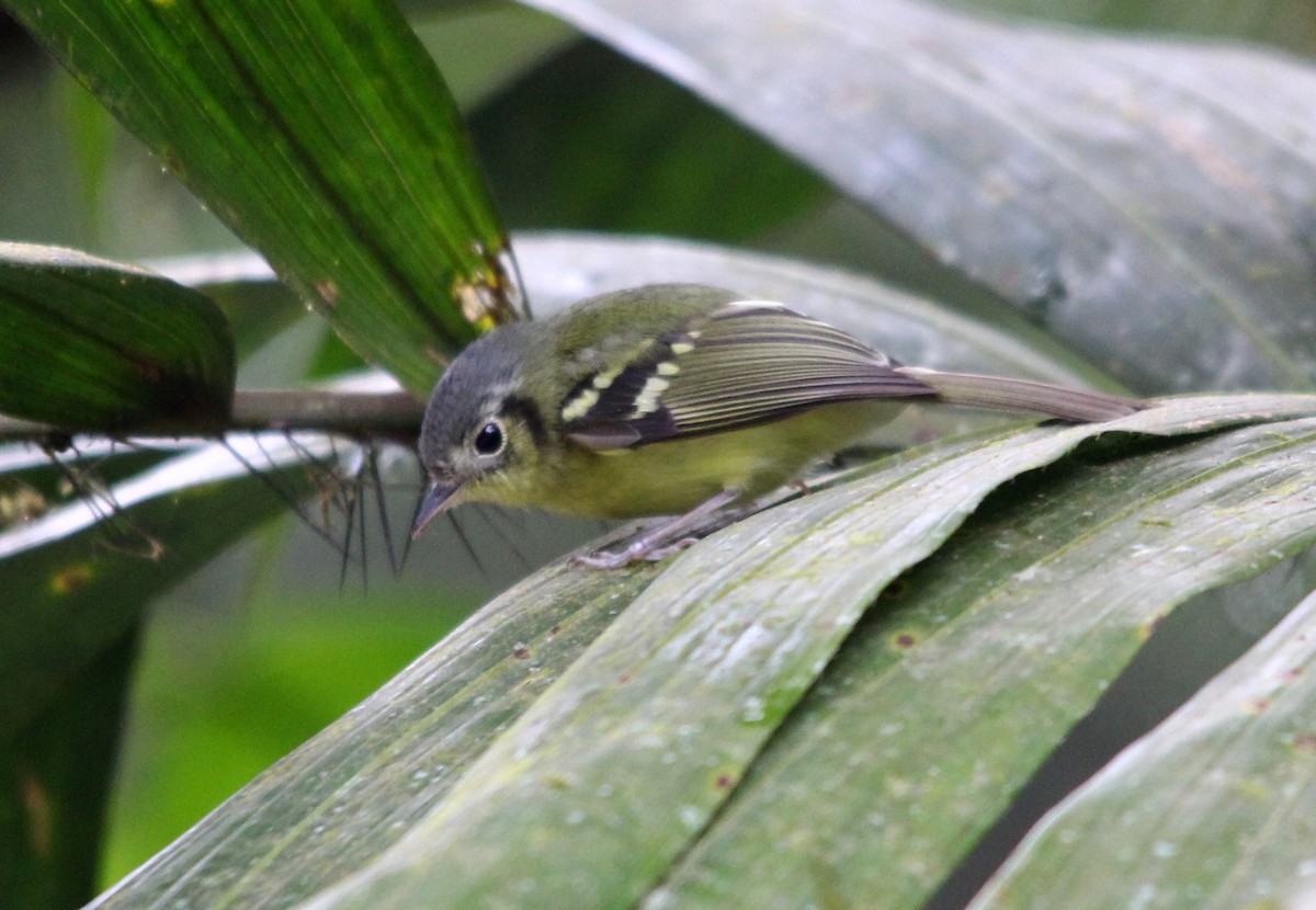 Venezuelan Bristle-Tyrant - Andres Pacheco
