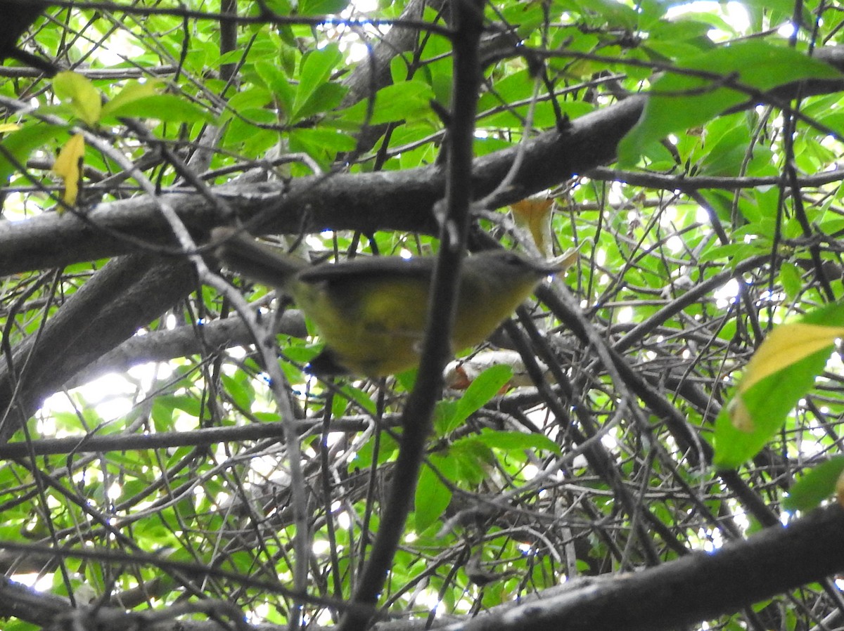 Golden-crowned Warbler - ML215968211