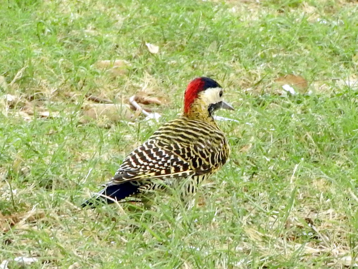 Green-barred Woodpecker - ML215968721