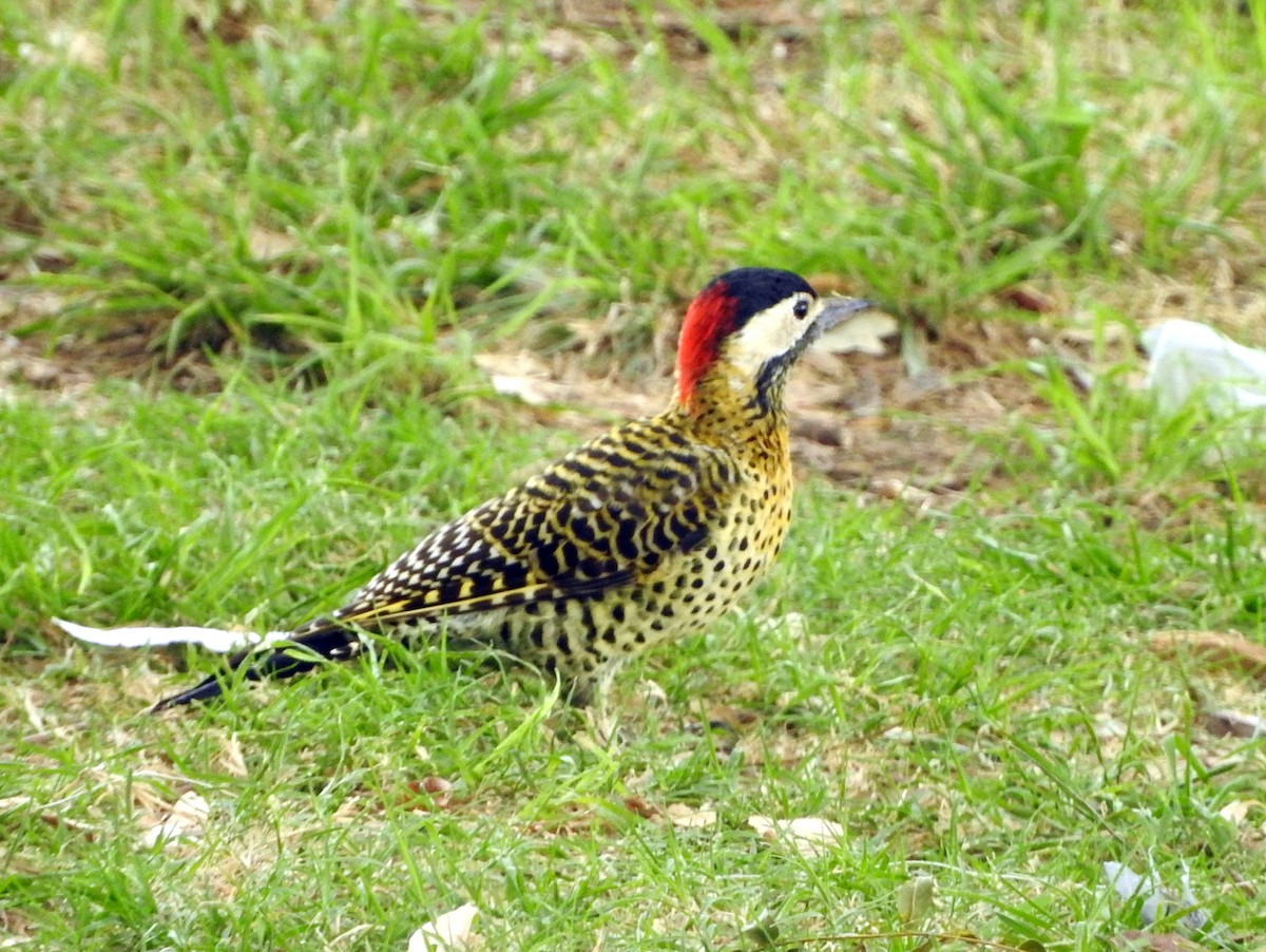 Green-barred Woodpecker - ML215968771