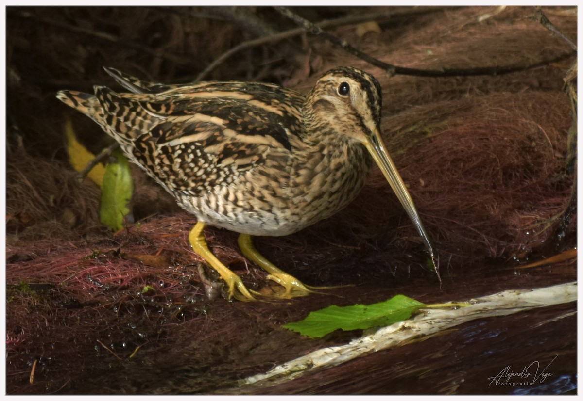 Magellanic Snipe - ML215970341