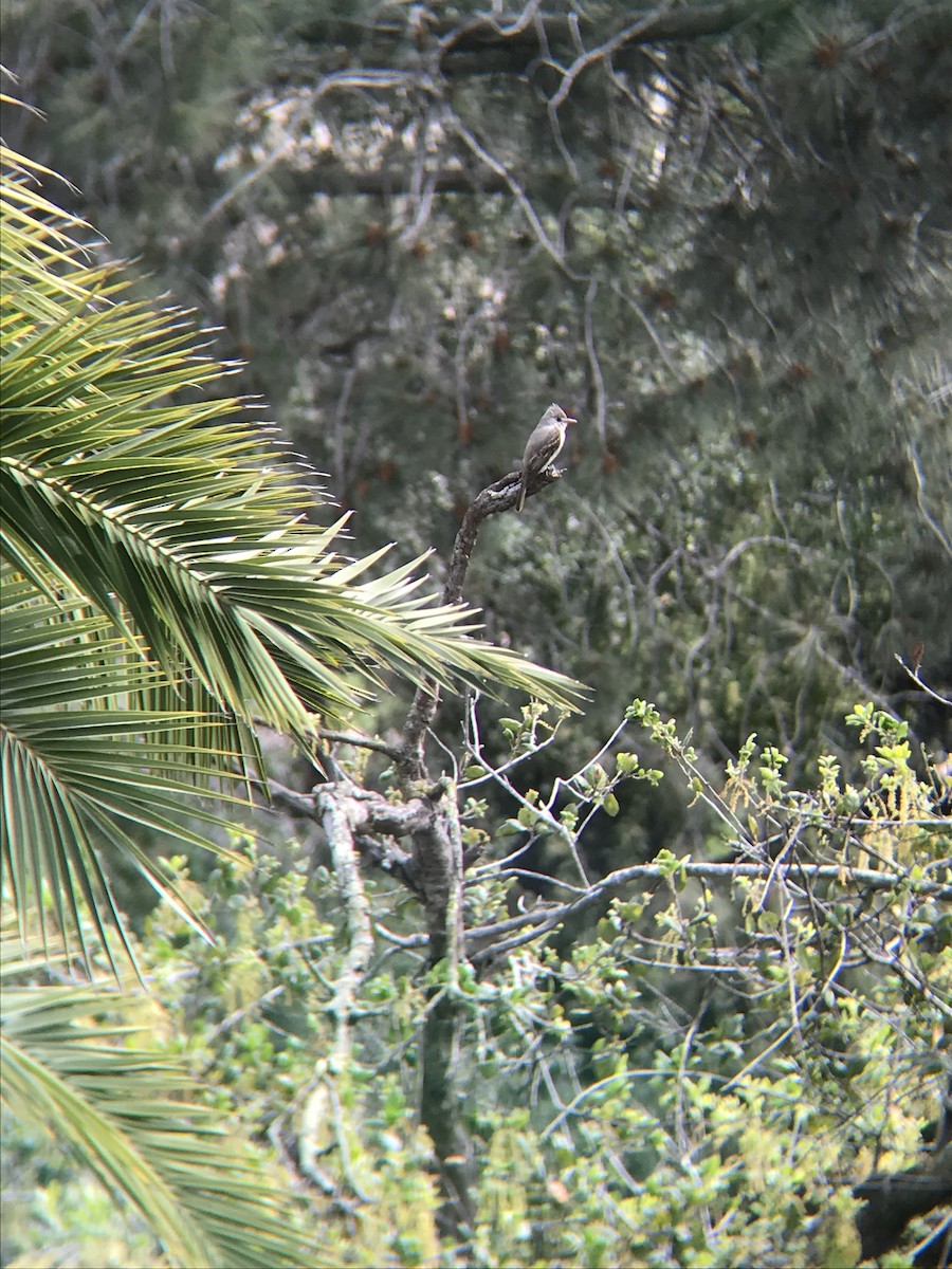 Greater Pewee - ML215970511