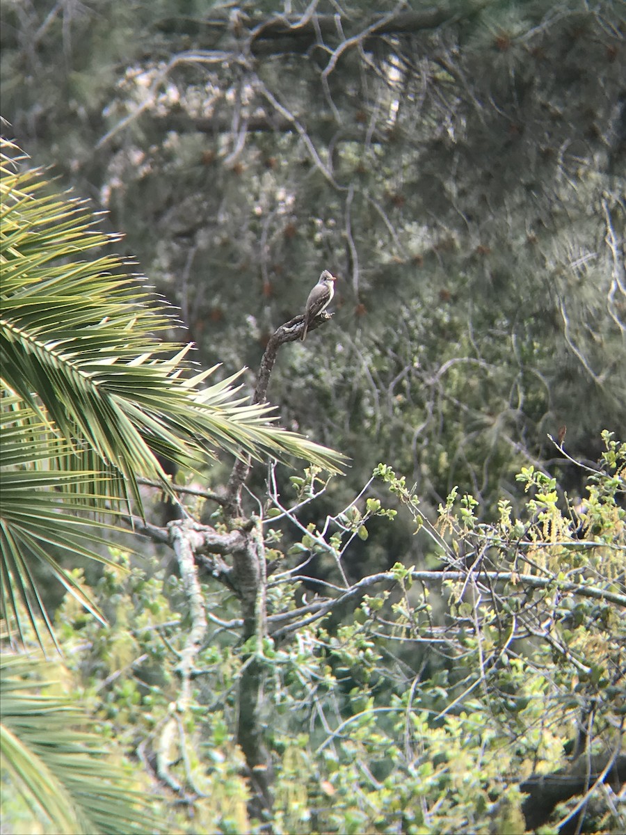 Greater Pewee - ML215970541