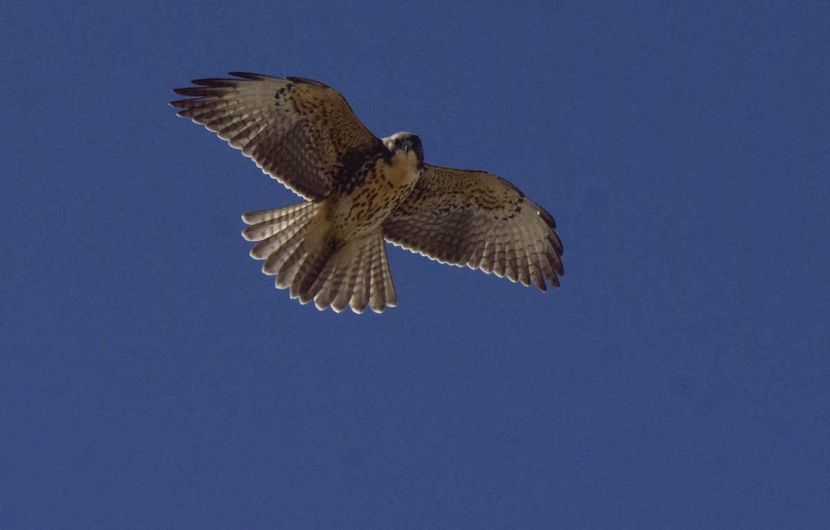 White-throated Hawk - ML215970761