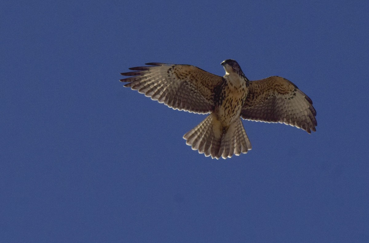 White-throated Hawk - alejandro vega