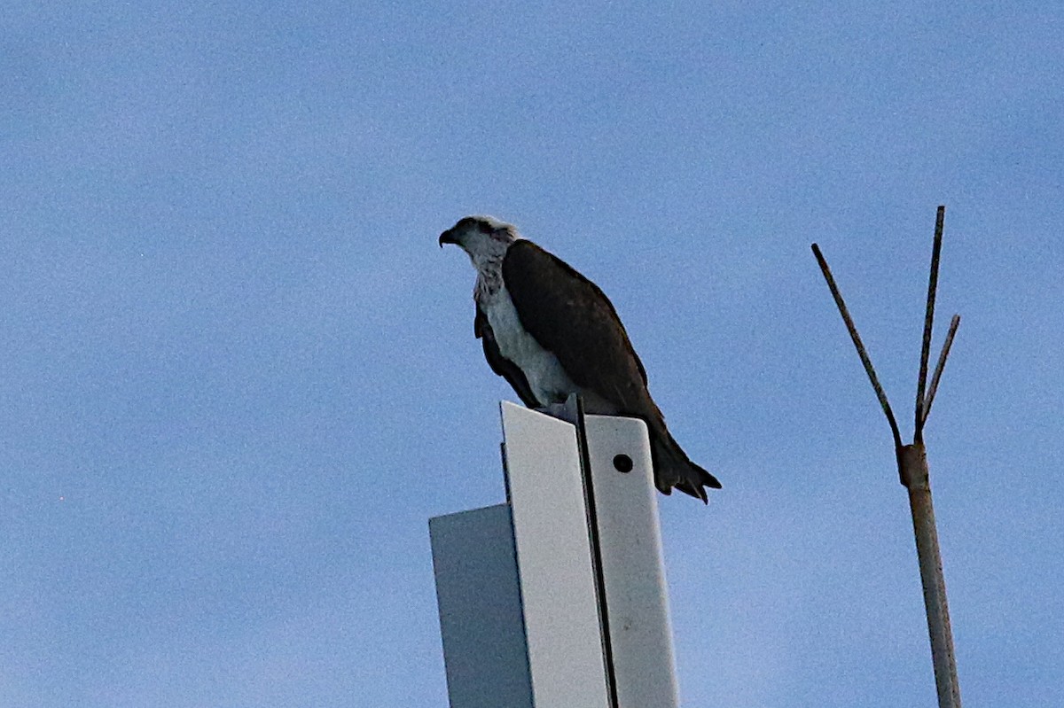 Águila Pescadora (Australia) - ML215971131