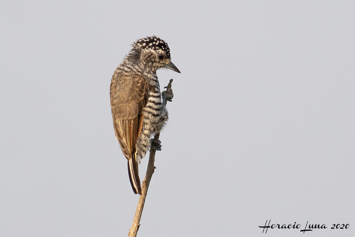 White-barred Piculet - ML215971151