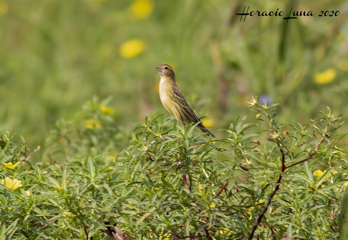 Bobolink - ML215972111