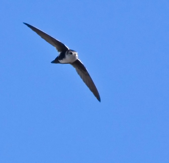 White-throated Swift - ML21597231