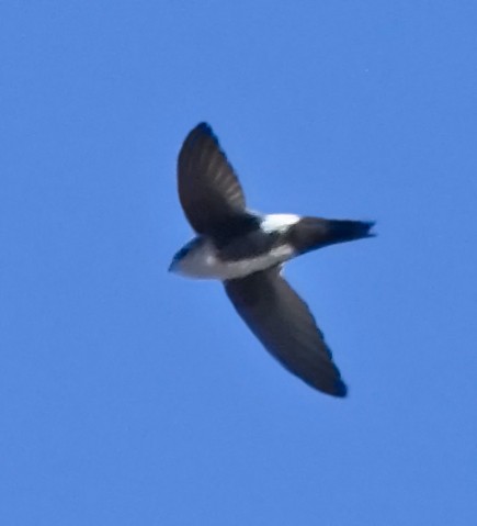 White-throated Swift - ML21597241