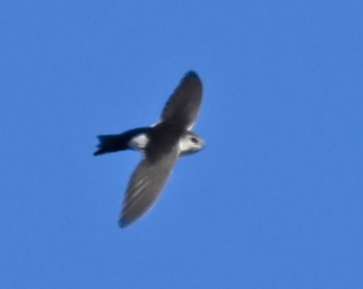 White-throated Swift - ML21597251