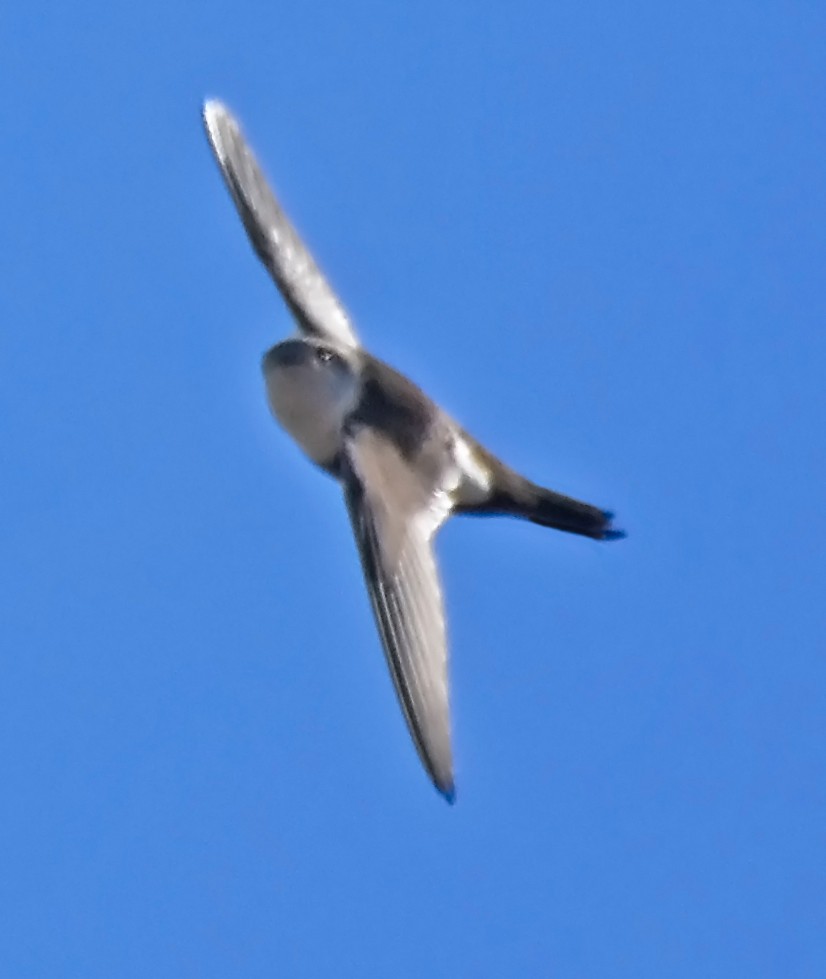 White-throated Swift - ML21597261