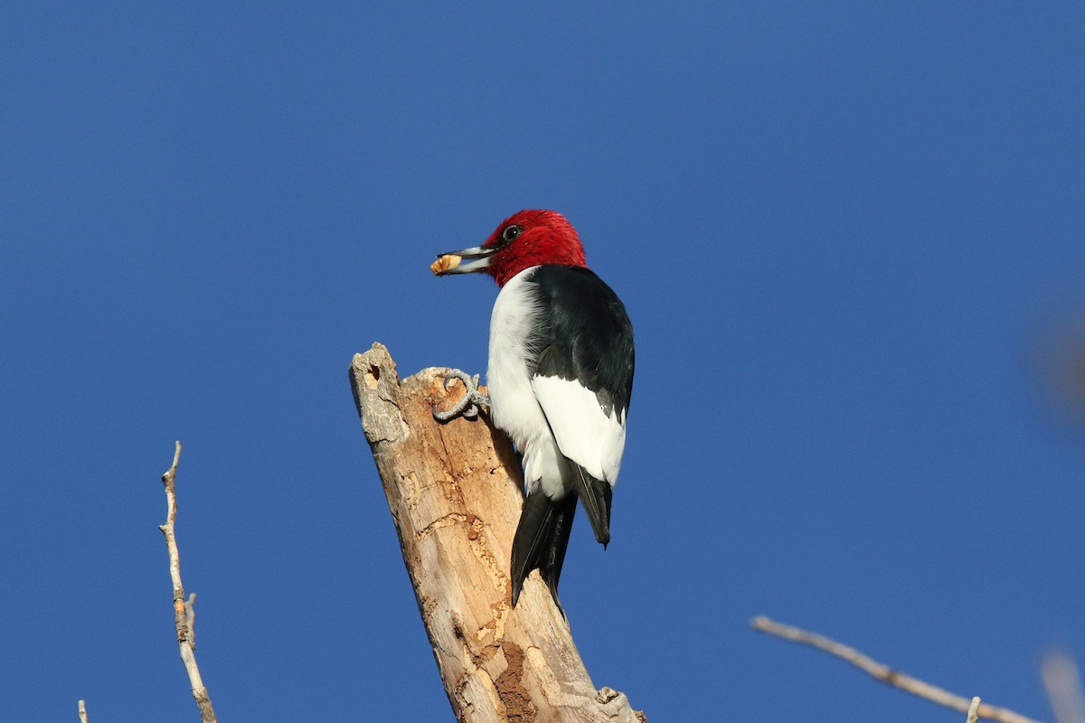 Red-headed Woodpecker - ML215974901