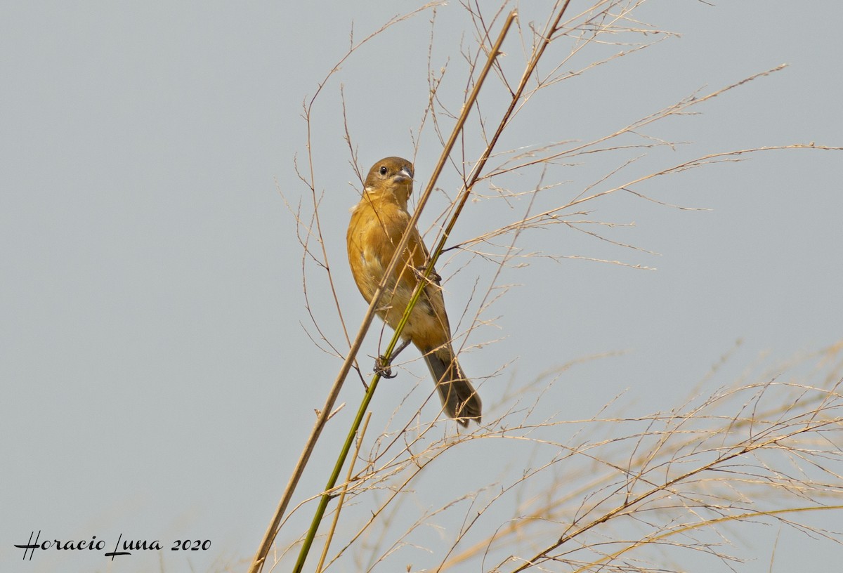 Dark-throated Seedeater - Horacio Luna