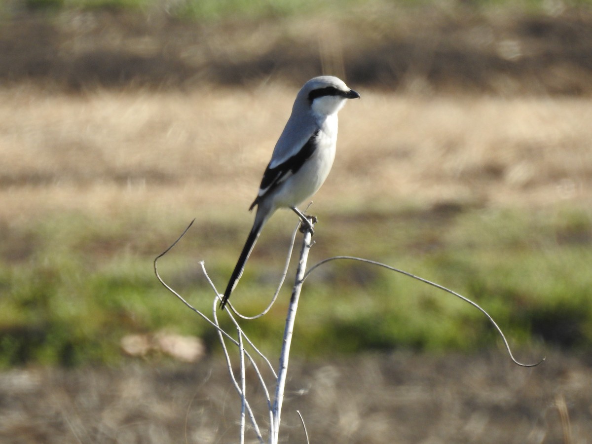 Chinese Gray Shrike - ML215976401