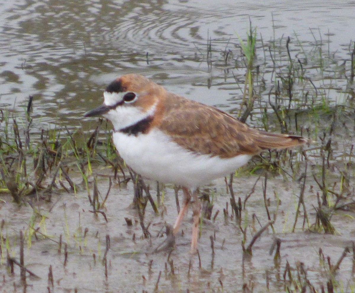 Collared Plover - ML215976871