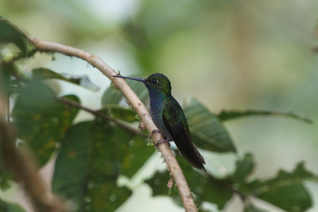 Green-backed Hillstar - Eddie Kasper