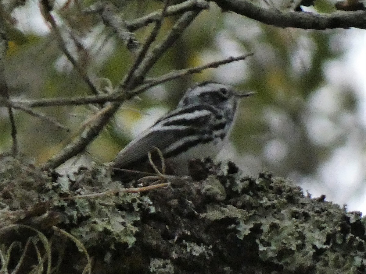 Black-and-white Warbler - ML215979391