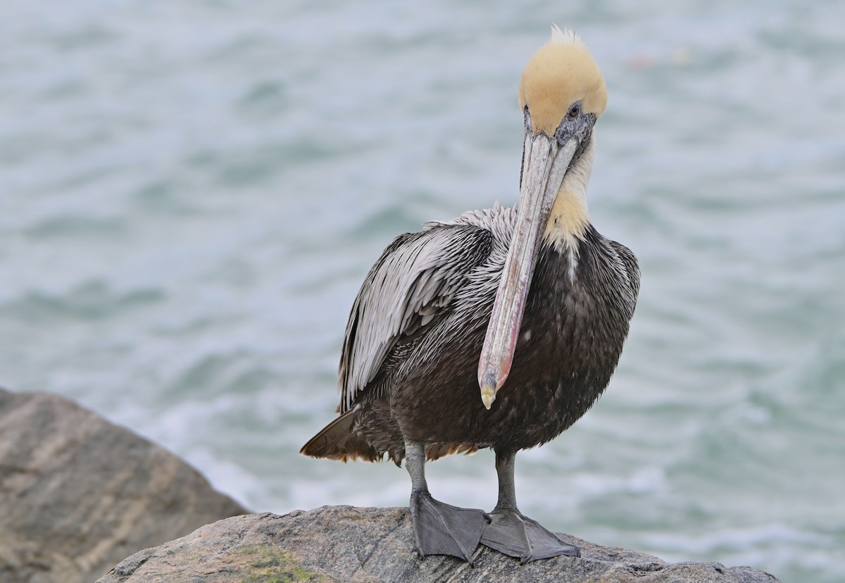 Brown Pelican - ML215983941