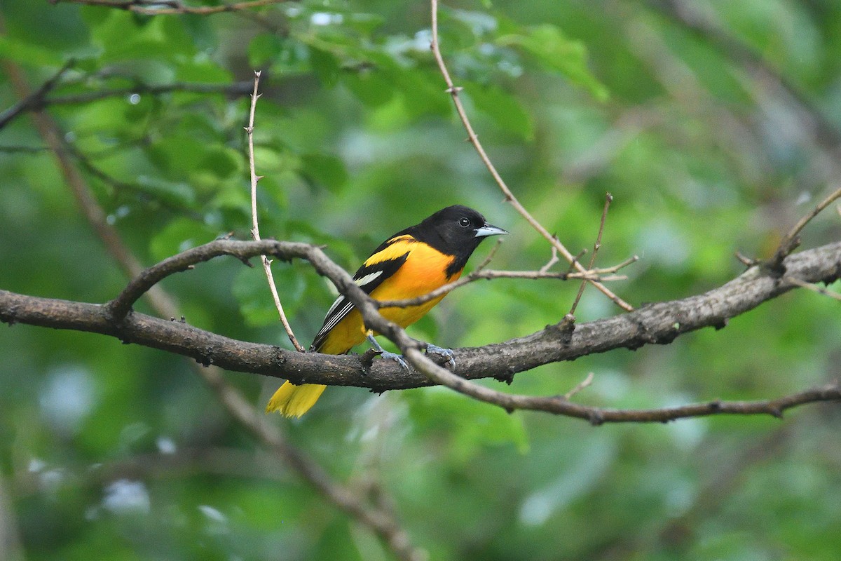 Baltimore Oriole - ML215984401