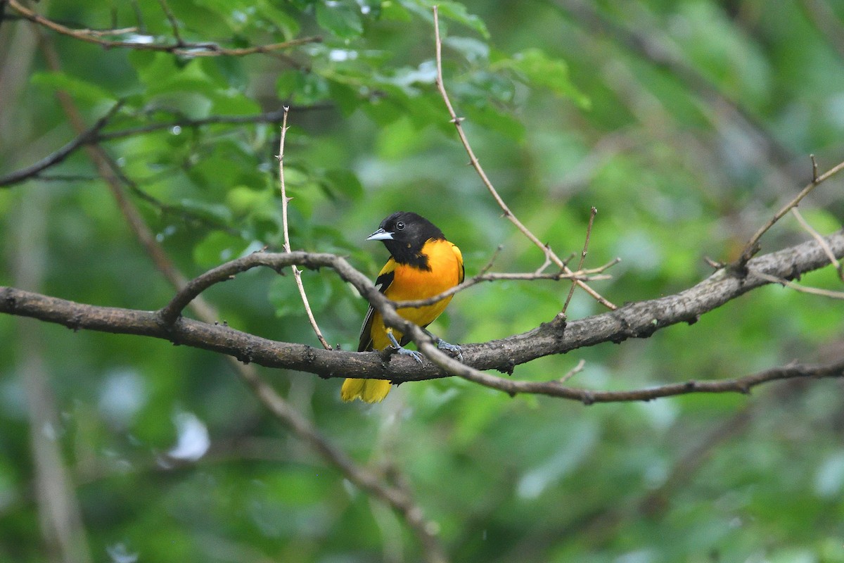 Baltimore Oriole - ML215984421