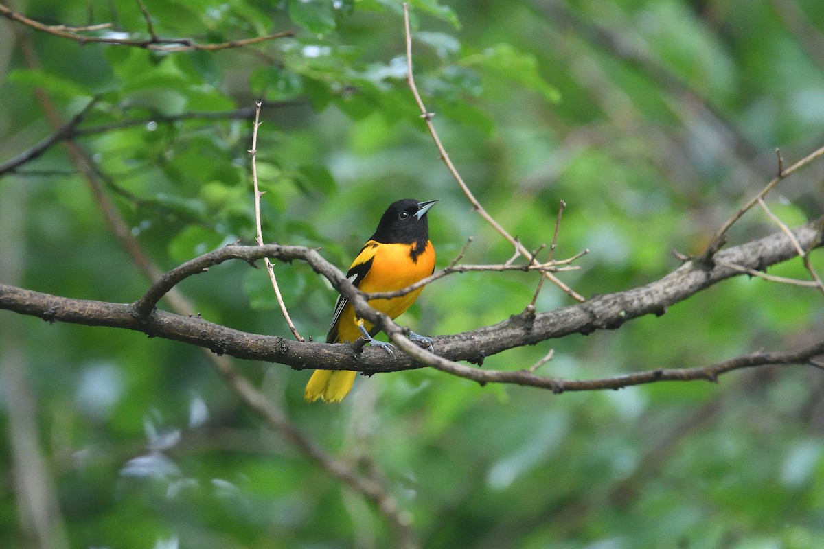 Baltimore Oriole - ML215984431