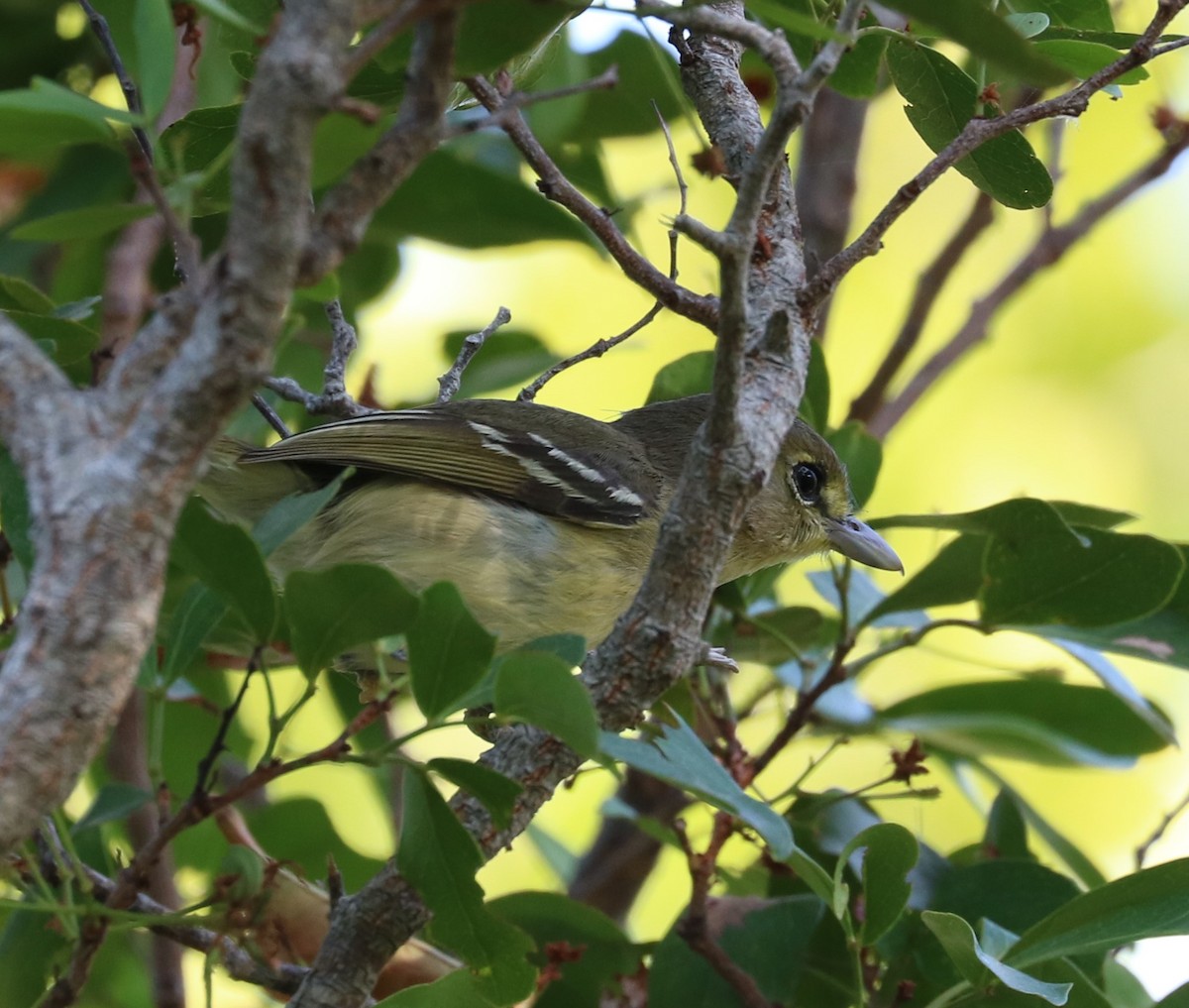 Vireo Piquigrueso - ML215986131